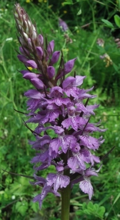 Dactylorhiza maculata subsp. fuchsii